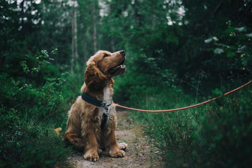 酷迪寵物用品|出門必帶牽引繩！狂犬病知識(shí)掃盲區(qū)